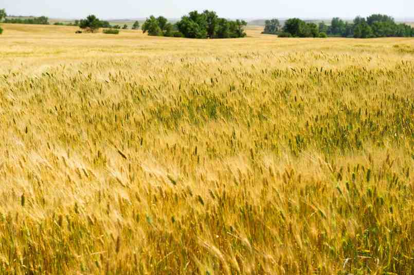 Toàn khu vực Châu Âu đang vật lộn vì giá lúa mì tăng mạnh